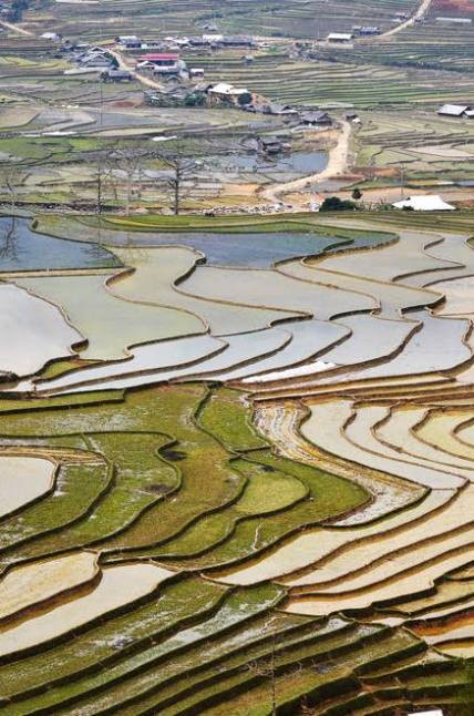 Intensive farming on terraced fields in Mu Cang Chai - ảnh 1